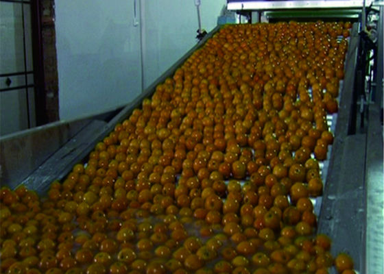 Chine Chaîne de production végétale intelligente de fruit systèmes de convoyeur automatiques d'emballage fournisseur